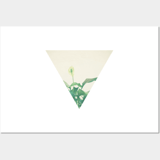 Peace Lily Posters and Art